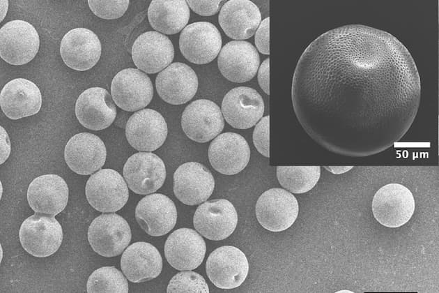 Low-ceiling-temperature polymer microcapsules with hydrophobic payloads via rapid emulsion-solvent evaporation
